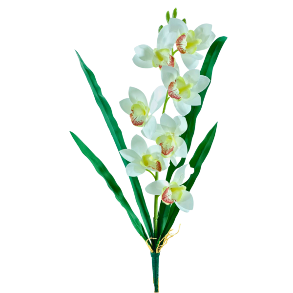 BUQUE CYMBIDIUM C/RAIZ 54 CM